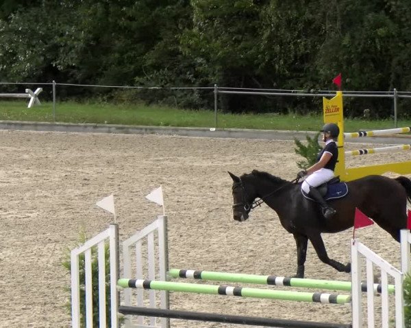 Reitturnier Maienfeld 2023