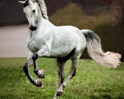 jumper Baloubet en blanc (Holsteiner, 2014, from Cornet Obolensky)