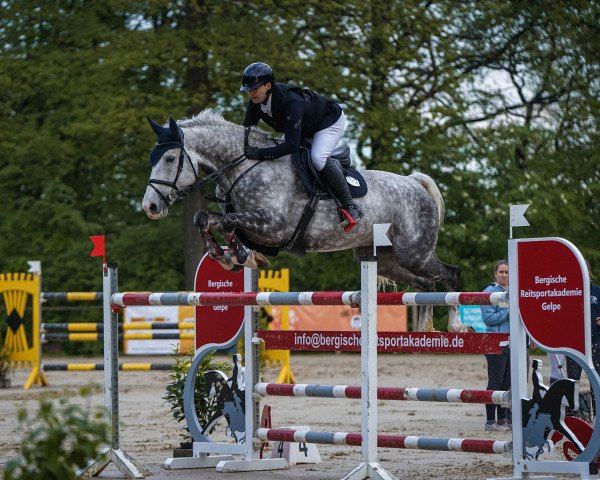jumper Clinthago Z (Zangersheide riding horse, 2015, from Clintissimo 197 FIN)