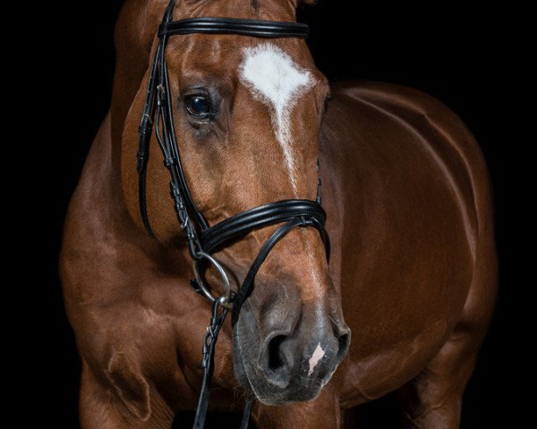 Springpferd Carlson 45 (Deutsches Reitpferd, 2002, von Consens) Springpferd Carlson 45 (Deutsches Reitpferd, 2002, von Consens)
