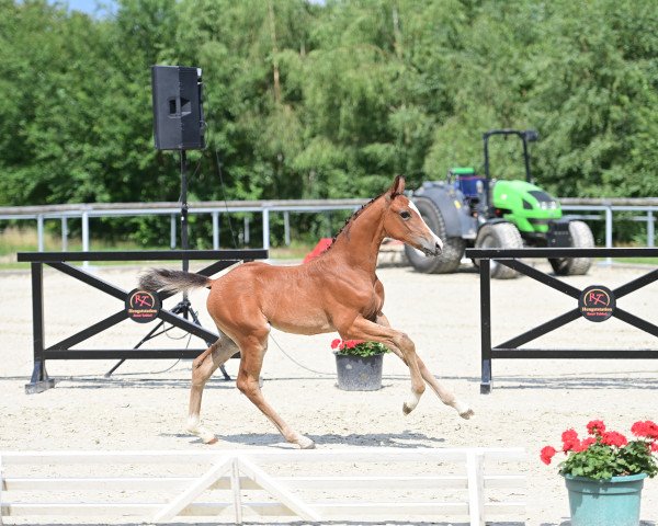 horse Fidibus (Oldenburg show jumper, 2023, from For The Future)