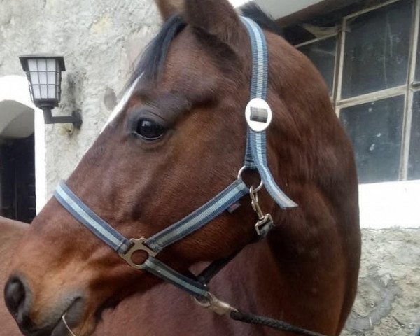 Zuchtstute Klärchen's Bluebell (Trakehner, 2008, von Bellheim)