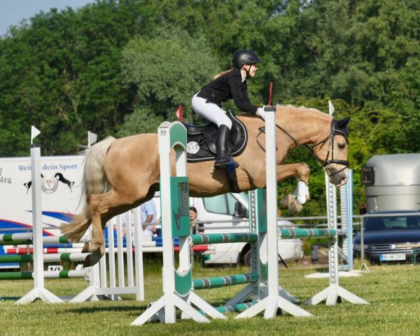 dressage horse Brillant 74 (Welsh-Cob (Sek. D), 2006, from Babalou)