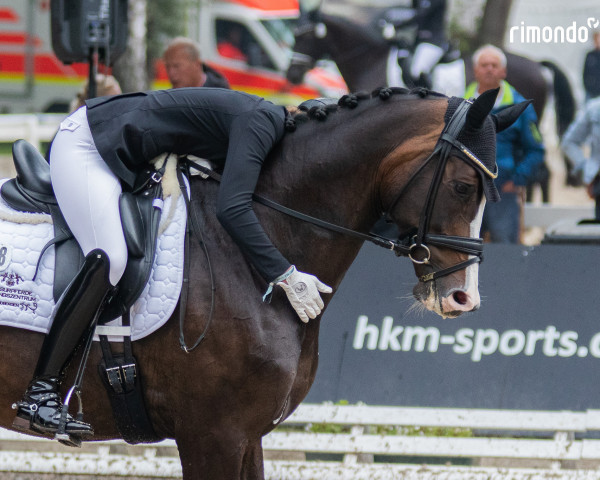 dressage horse Rocky Rode (Westphalian, 2017, from Rock for Me)