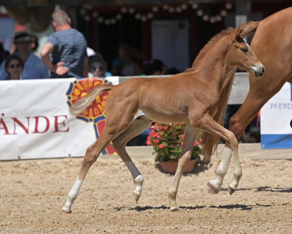 Pferd Va‘ Bellini FT (Deutsches Reitpferd, 2022, von Va' Pensiero FRH)