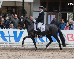 broodmare St. Felice FRH (Hanoverian, 2017, from St. Schufro)