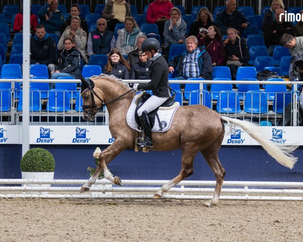 dressage horse Grenzhoehes Ollifant (German Riding Pony, 2020, from Grenzhoehes Olivier K WE) dressage horse Grenzhoehes Ollifant (German Riding Pony, 2020, from Grenzhoehes Olivier K WE)