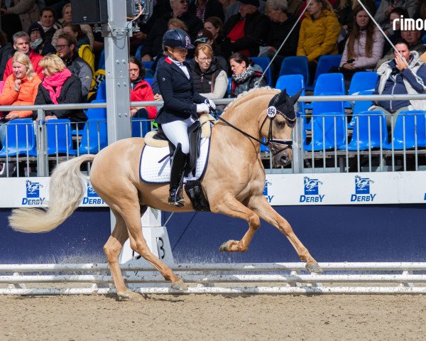 dressage horse Dream Date P (German Riding Pony, 2020, from Dating AT NRW)