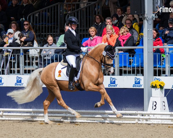 Dressurpferd Nappucchino (Deutsches Reitpony, 2020, von Fs Numero Uno)