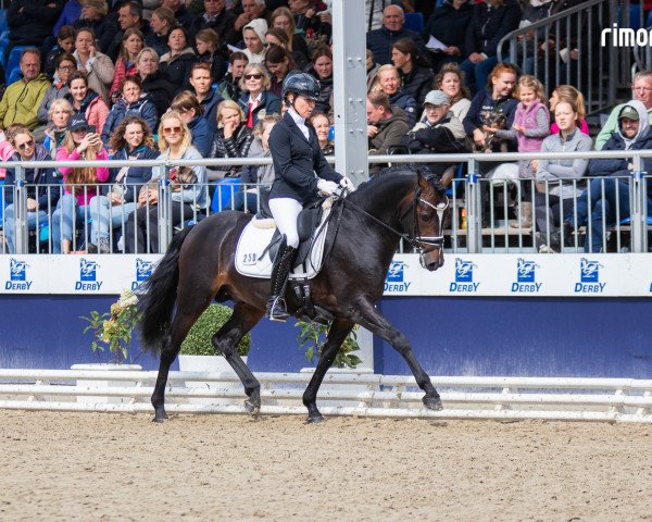 Dressurpferd Caitano P (Deutsches Reitpony, 2020, von Calimero)