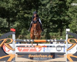 jumper Spiffy Flight Gr (Hanoverian, 2016, from Oak Grove's Streetfighter)