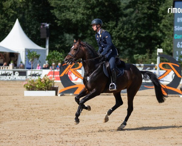 stallion Corneo Tf (Westphalian, 2016, from Cornet Obolensky)