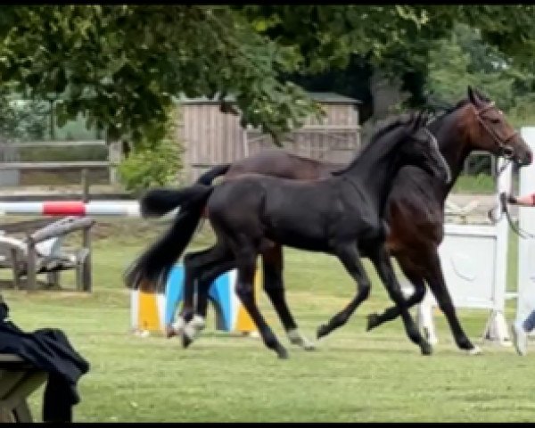 horse Carls Crack (Holsteiner, 2022, from Crack)