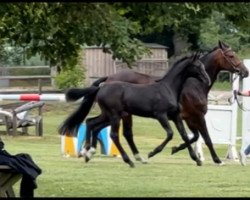 horse Carls Crack (Holsteiner, 2022, from Crack)