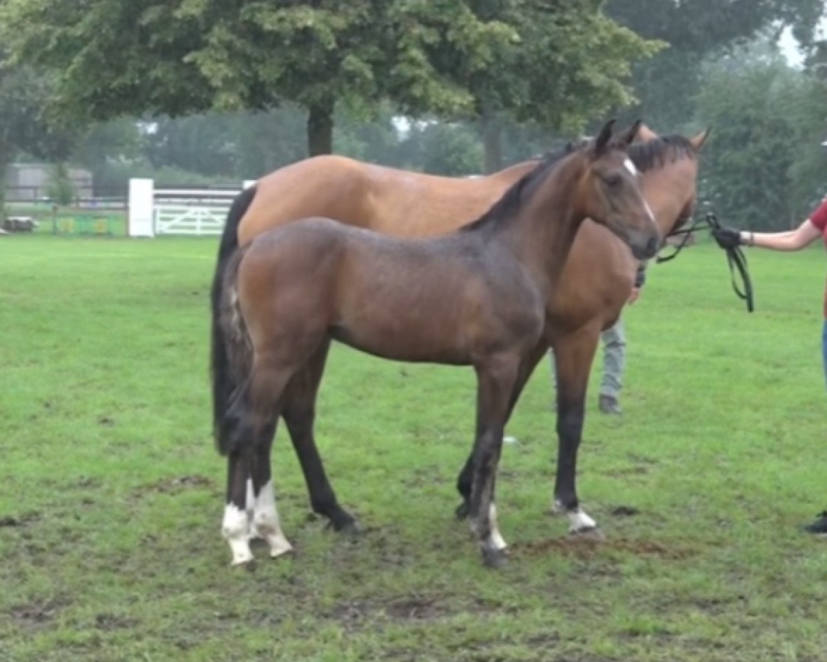 horse Cody (Holsteiner, 2023, from Charaktervoll Hv)