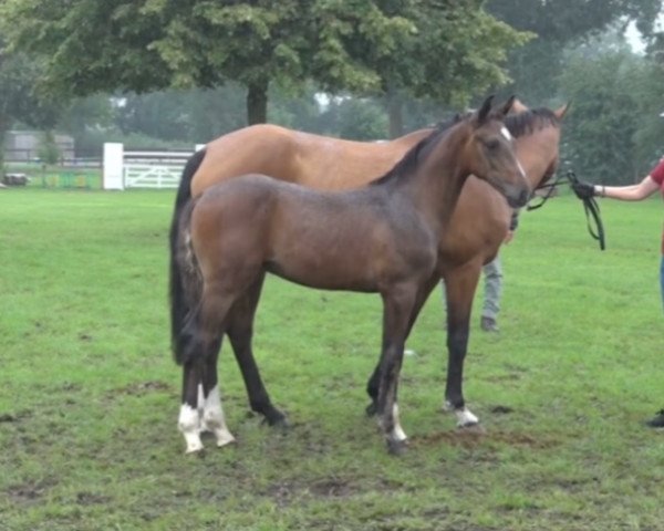 horse Cody (Holsteiner, 2023, from Charaktervoll Hv)