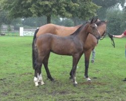 horse Cody (Holsteiner, 2023, from Charaktervoll Hv)