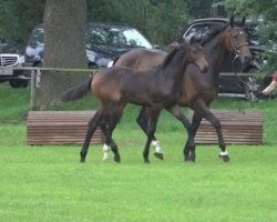 horse Rose´ (Holsteiner, 2023, from Crack)