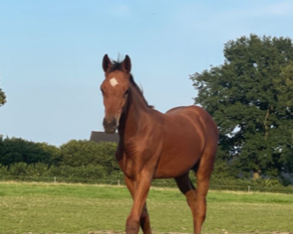 horse Baloukarl (Holsteiner, 2021, from Baloucan)