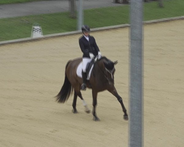 Reitturnier Wels 2023