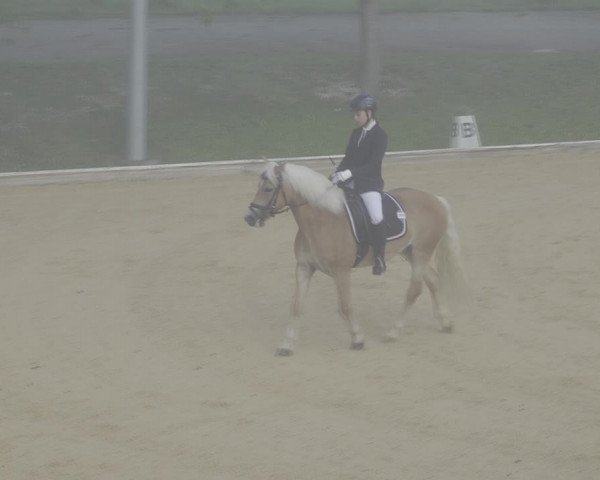 Reitturnier Wels 2023