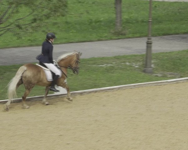 Reitturnier Wels 2023