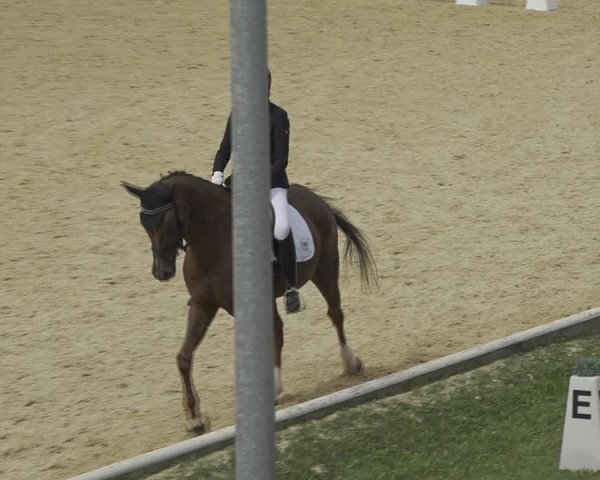Reitturnier Wels 2023