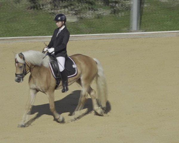 Reitturnier Wels 2023