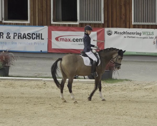 Reitturnier Wels 2023