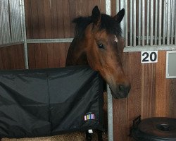 dressage horse Vivaldi 106 (Pony without race description, 2007, from Van Gogh)