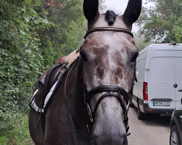 Springpferd Bajohrgallen (Westfale, 2018, von Balou du Rouet)