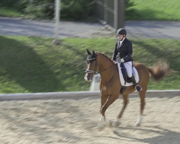 Reitturnier Wels 2023