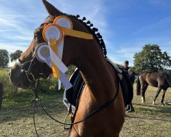 jumper Meranta 3 (KWPN (Royal Dutch Sporthorse), 2011)