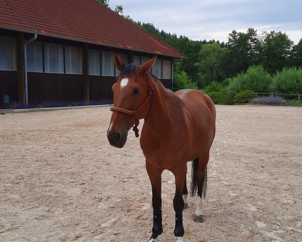 horse Allegra du Rouet (Hanoverian, 2012, from Bonne Chance)