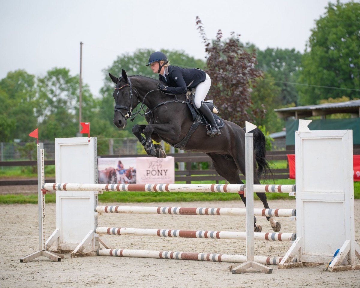 Springpferd Quick Lunatic (Slowenisches Warmblut, 2018, von Emerald van 't Ruytershof)