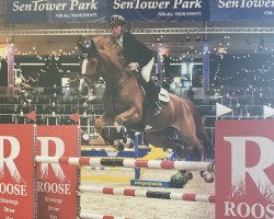 jumper French Pleasure (Oldenburg show jumper, 2016, from For Pleasure)