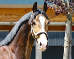 dressage horse Rheingold's Romero (German Riding Pony, 2018, from Rheingold)