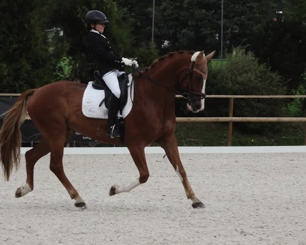 Reitturnier St. Ulrich am Pillersee 2023