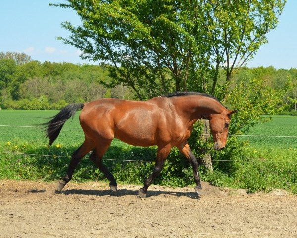 dressage horse Olano 2 (KWPN (Royal Dutch Sporthorse), 1996, from Jetset-D 145 FIN)