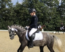 dressage horse Gismo 705 (Pony without race description, 2017)