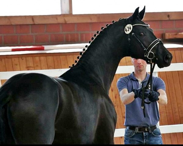Pferd Graf S. (Hannoveraner, 2014, von Gandhi)