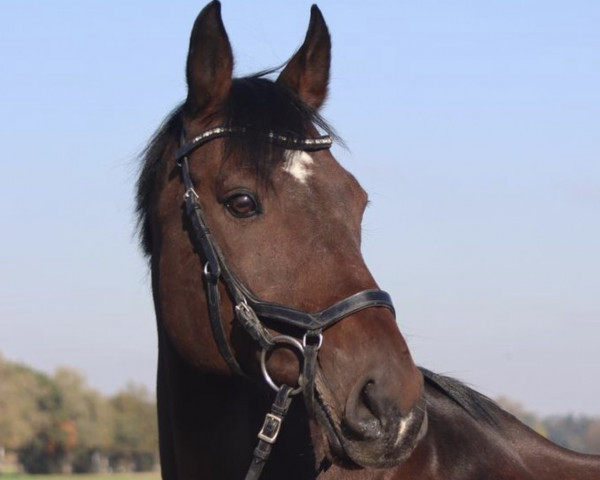 horse Calidos Boy (unknown, 2007)
