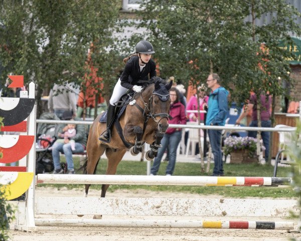Springpferd Nitschko T (Deutsches Reitpony, 2009, von Nibelungenheld)