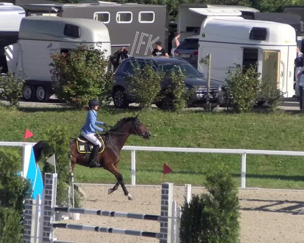 Reitturnier Bülach 2023