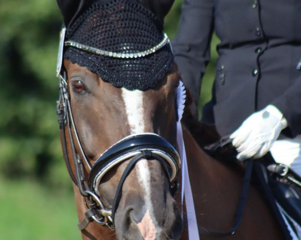 dressage horse Blickfangs Bobby (Hanoverian, 2014, from Beltano)