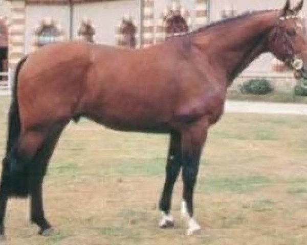 stallion Vallon du Quesnay (Selle Français, 1987, from Muguet du Manoir)