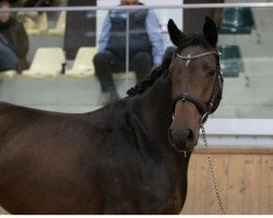 Springpferd Antigua (Österreichisches Warmblut, 2019, von Cayado 3)
