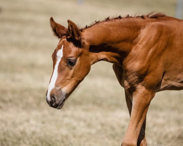 broodmare Valentina VM (Hanoverian, 2023, from Viscerado)