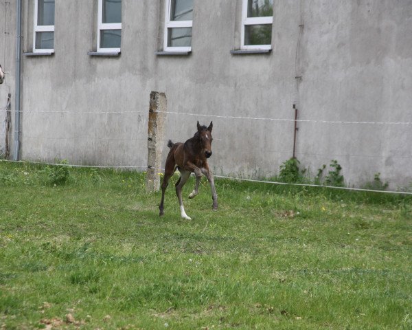 broodmare Zarabella VM (Hanoverian, 2022, from Zenegro)