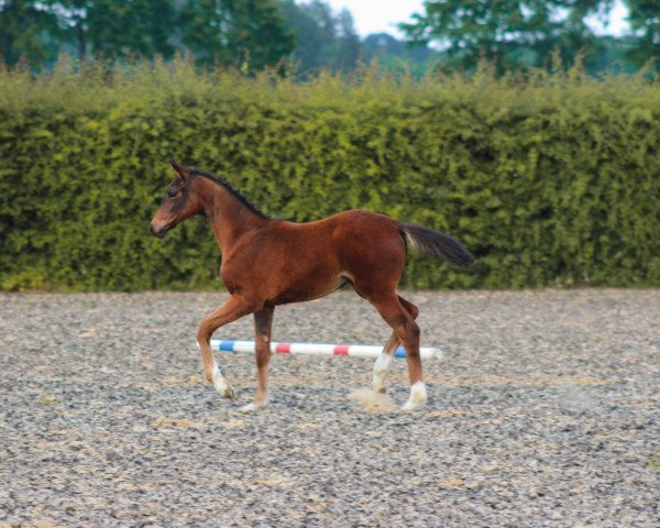 Pferd Fidelia SL (Oldenburger, 2023, von Fidertanz)